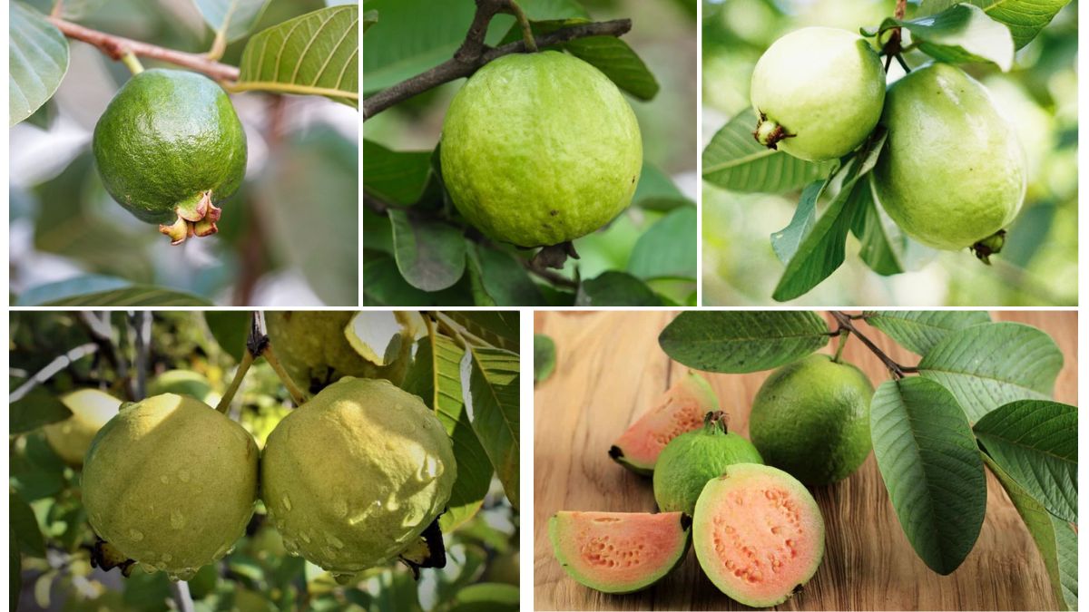 How Guava Farming Is Evolving in Asia