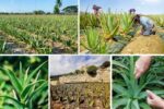 Aloe Vera Production by Country