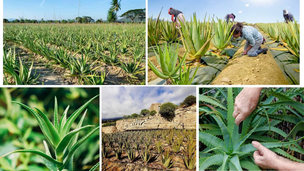 Aloe Vera Production by Country