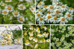 Chamomile Farming Insights for 2025
