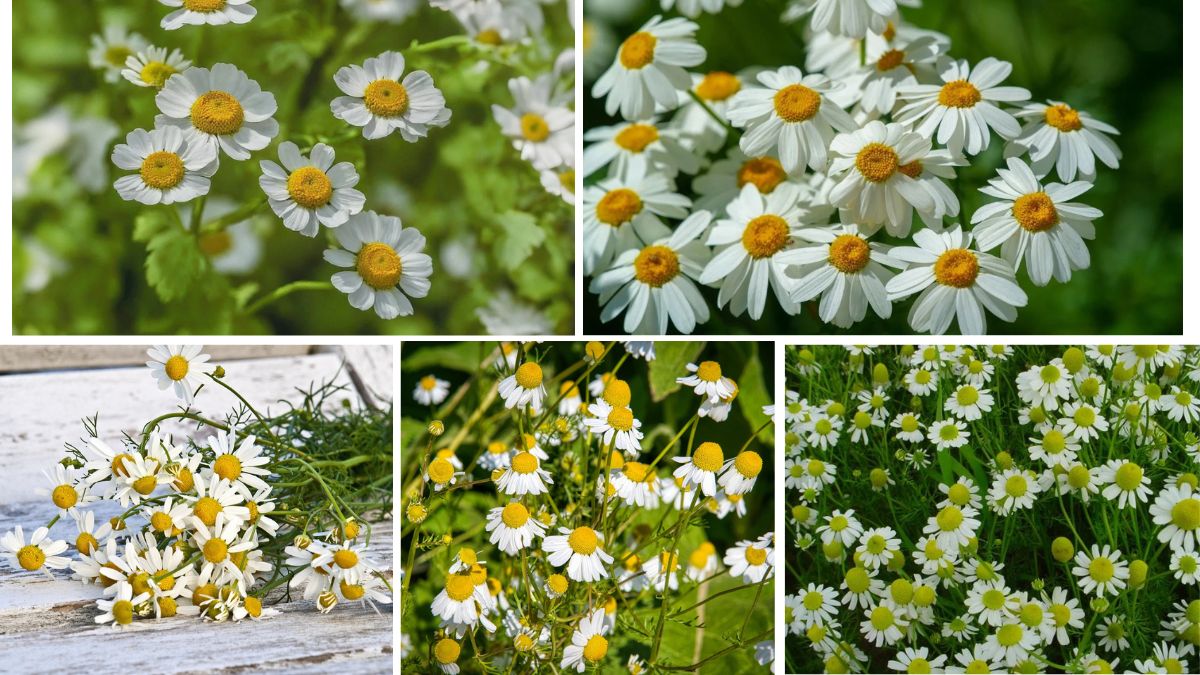 Chamomile Farming Insights for 2025