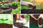 Best Soil Types for Different Vegetables