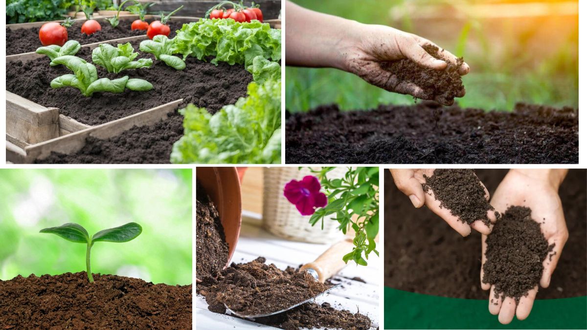 Best Soil Types for Different Vegetables