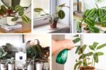 Indoor Prayer Plant Care Tips for Vibrant Foliage