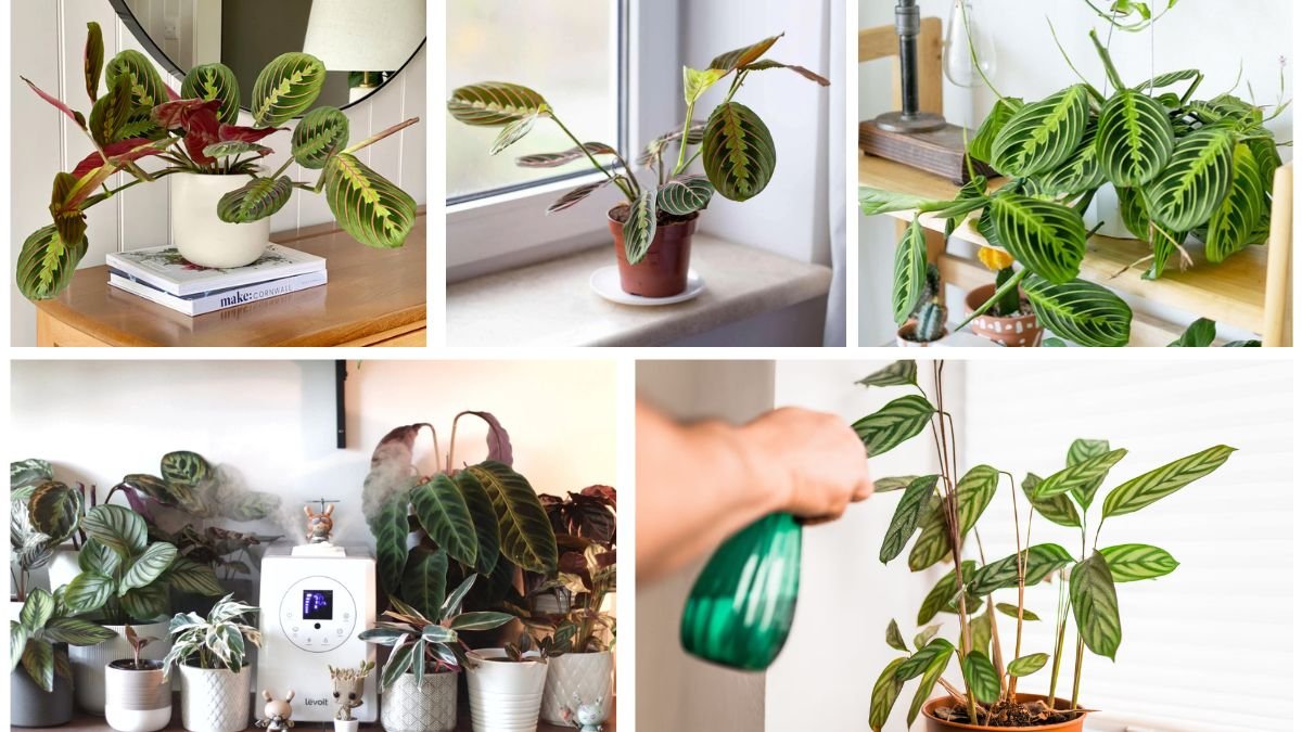 Indoor Prayer Plant Care Tips for Vibrant Foliage