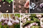 Garlic Planting Guide for Beginners at Home