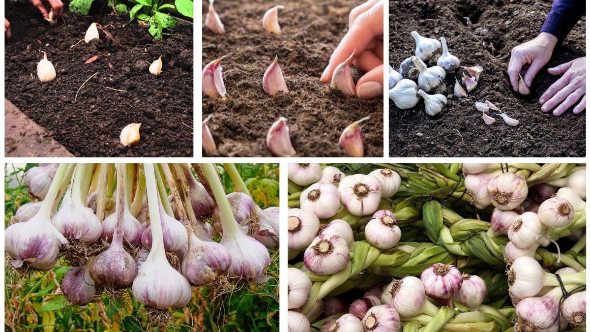 Garlic Planting Guide for Beginners at Home