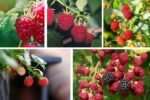 Raspberries: How to Plant and Care for Juicy Harvests