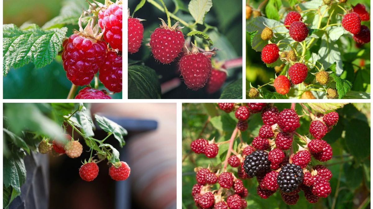 Raspberries: How to Plant and Care for Juicy Harvests