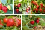 Strawberries: Secrets for Sweet, Continuous Crops