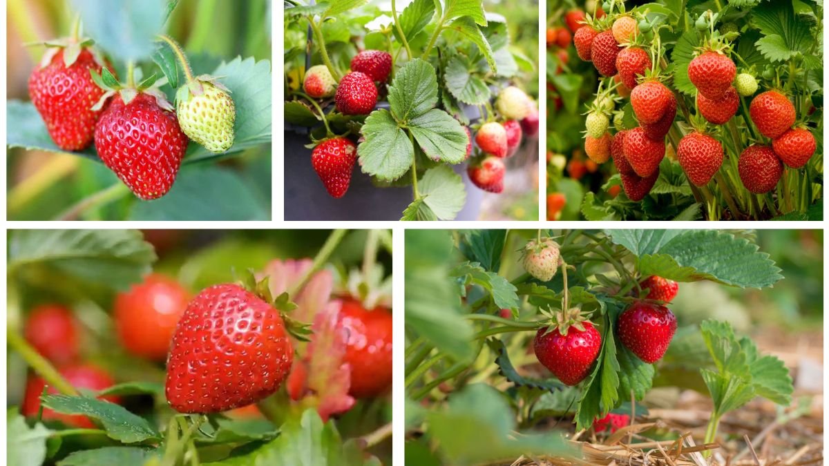 Strawberries: Secrets for Sweet, Continuous Crops