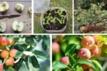 Apple Trees from Seeds: Beginner’s Growing Guide