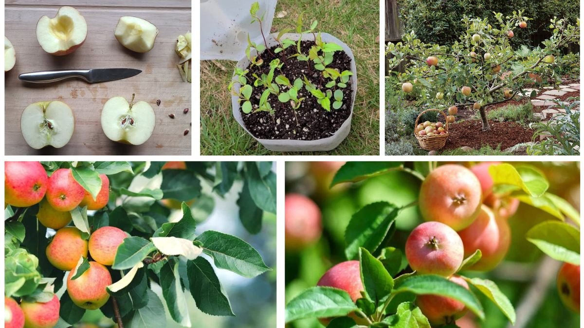 Apple Trees from Seeds: Beginner’s Growing Guide