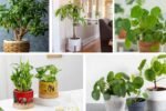5 Money Plants That Bring Prosperity and Natural Beauty