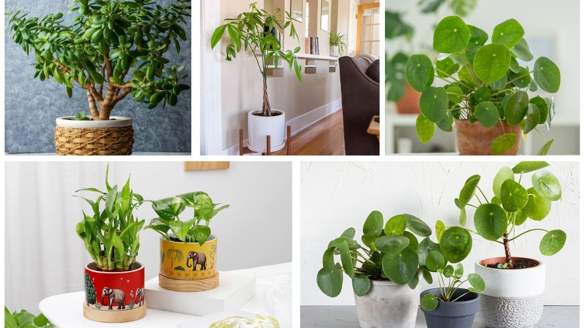 5 Money Plants That Bring Prosperity and Natural Beauty