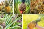 How to Grow a Pineapple Plant: Step-by-Step Beginner’s Guide