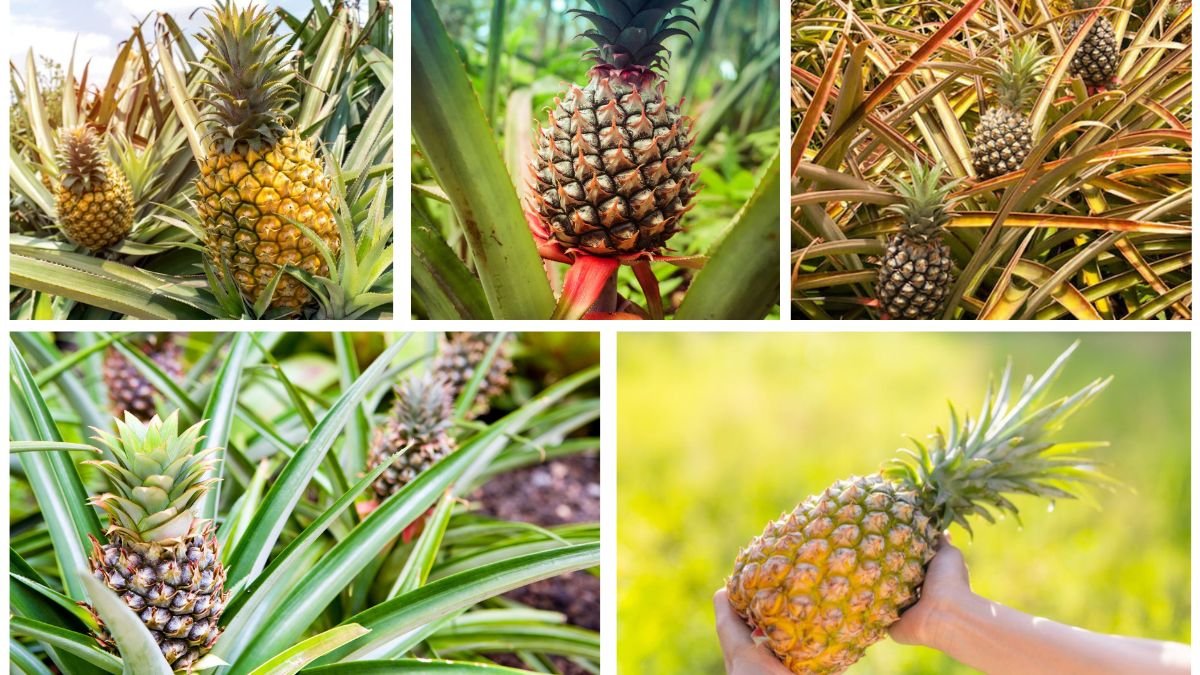 How to Grow a Pineapple Plant: Step-by-Step Beginner’s Guide