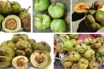Which Country Is the Largest Elephant Apple Producer Worldwide?