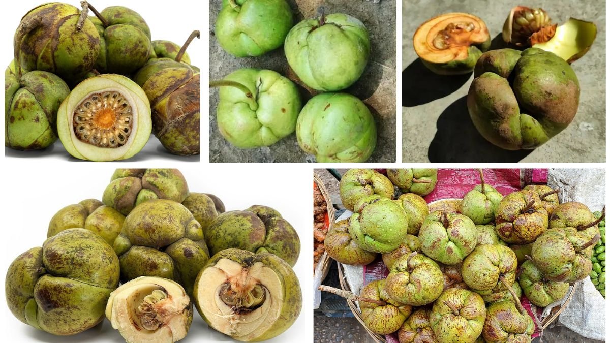 Which Country Is the Largest Elephant Apple Producer Worldwide?