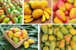 Which Country Is the Top Global Producer of Mangoes?