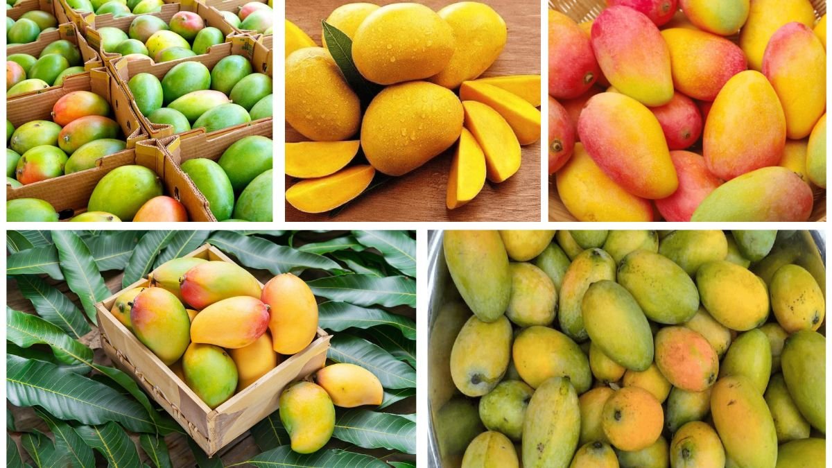 Which Country Is the Top Global Producer of Mangoes?