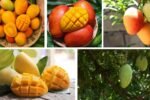 Which Country Is the World’s Largest Mango Exporter?