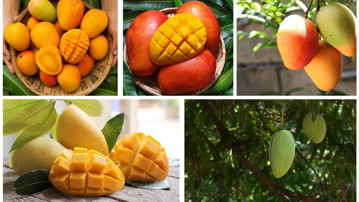 Which Country Is the World’s Largest Mango Exporter?