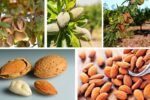 Who Is the Top Indian Almond Producer Globally?