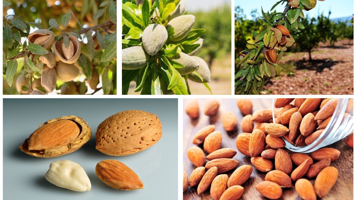 Who Is the Top Indian Almond Producer Globally?