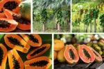 Which Country Is the World’s Top Papaya Producer?