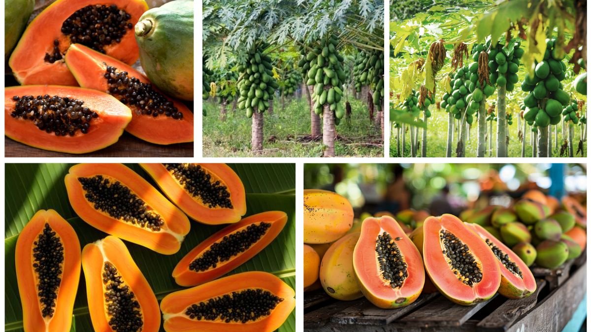 Which Country Is the World’s Top Papaya Producer?