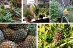 How to Plant a Pineapple Top: Easy Steps for Home Gardeners