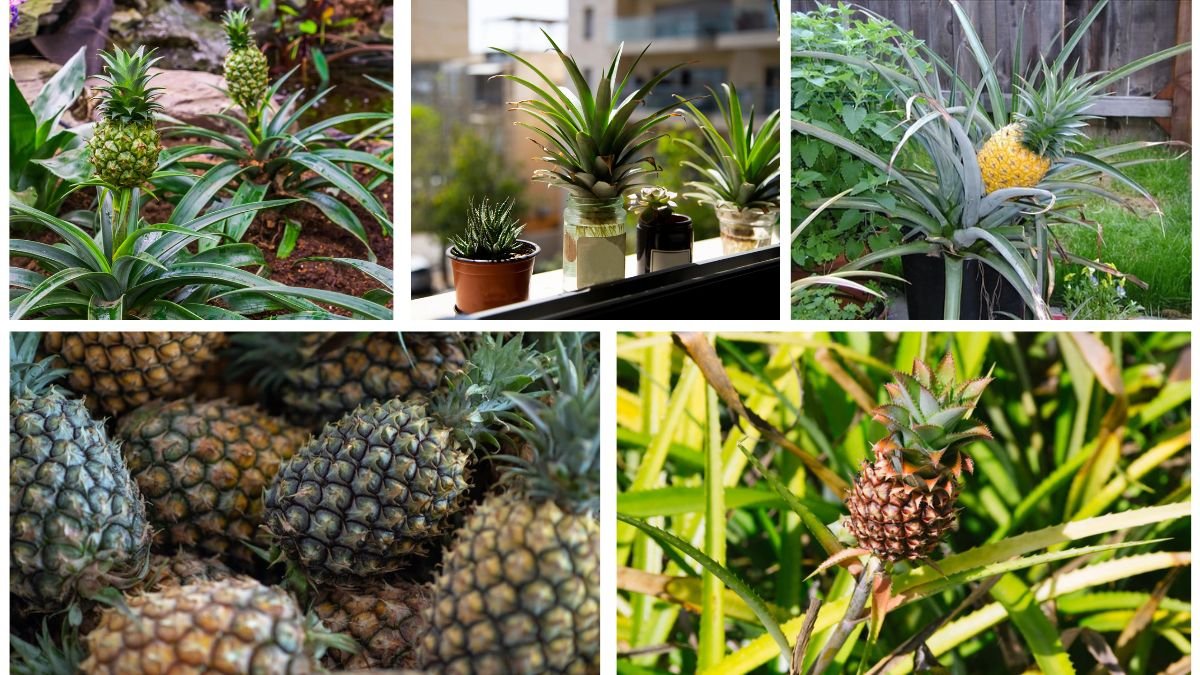 How to Plant a Pineapple Top: Easy Steps for Home Gardeners
