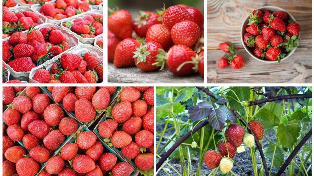Which Country Leads in Strawberry Production Worldwide?