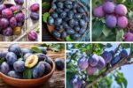 Which Country Produces the Most Plums Globally?