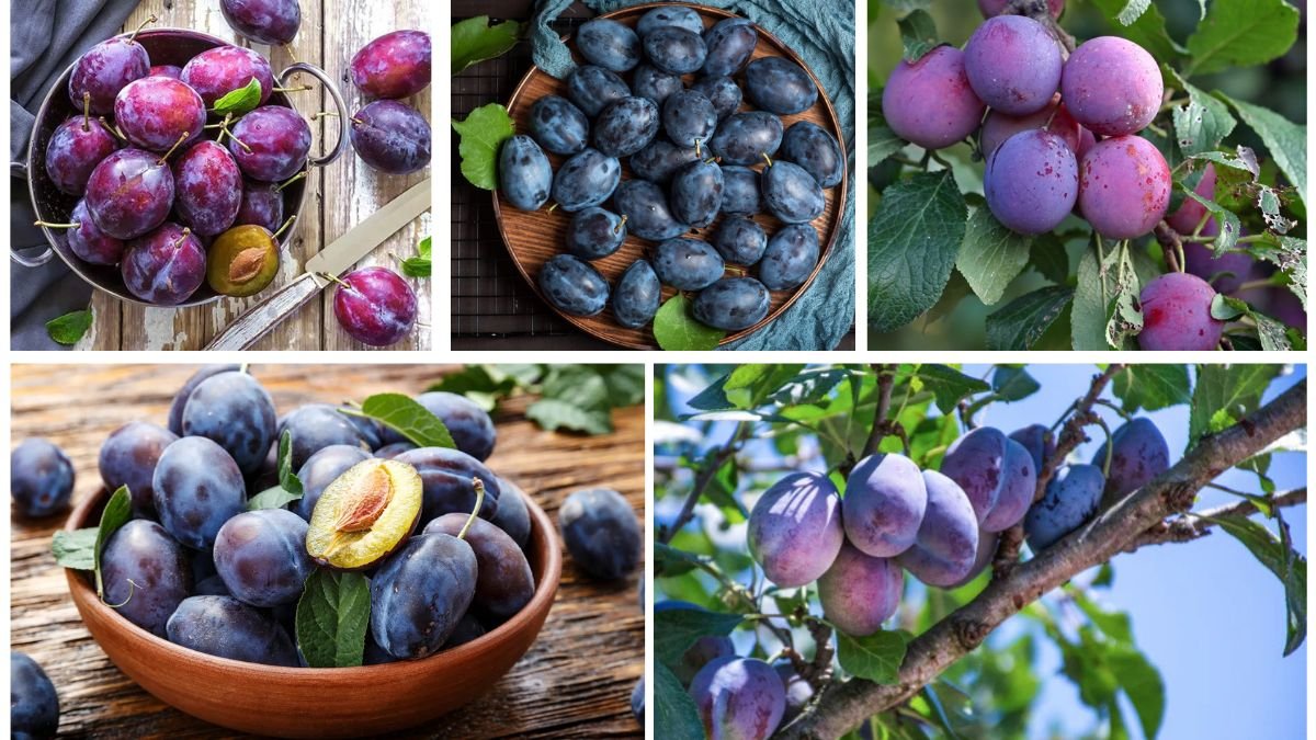 Which Country Produces the Most Plums Globally?
