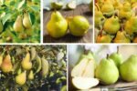 Which Country Is the World’s Top Pear Producer?