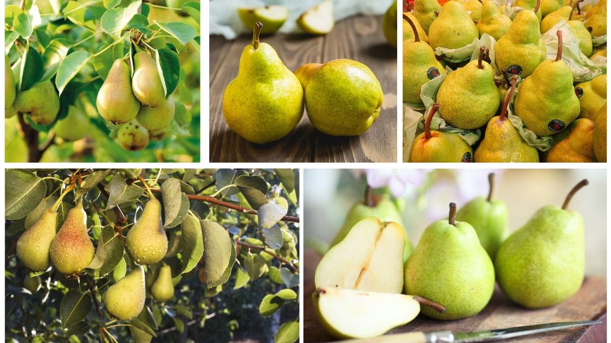 Which Country Is the World’s Top Pear Producer?