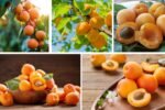 Which Country Produces the Most Apricots Globally?