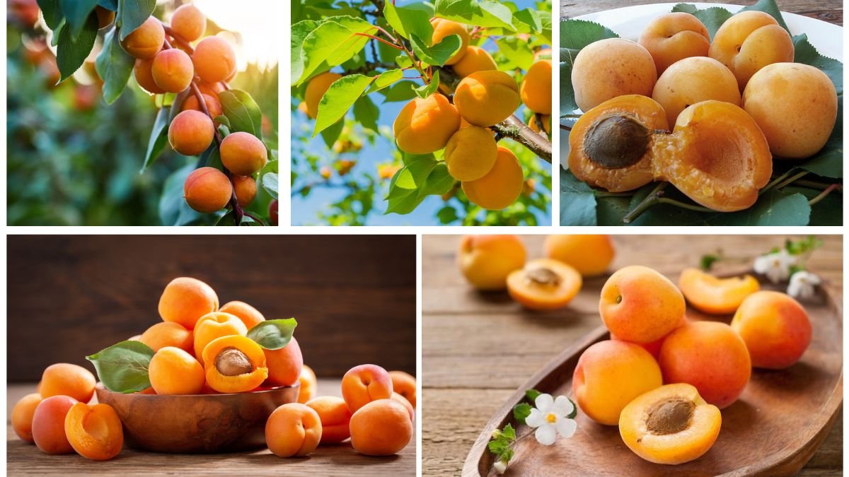 Which Country Produces the Most Apricots Globally?