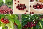 Which Country Leads in Cherry Production Worldwide?