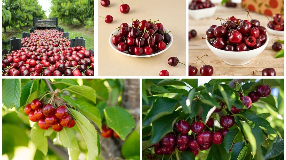 Which Country Leads in Cherry Production Worldwide?
