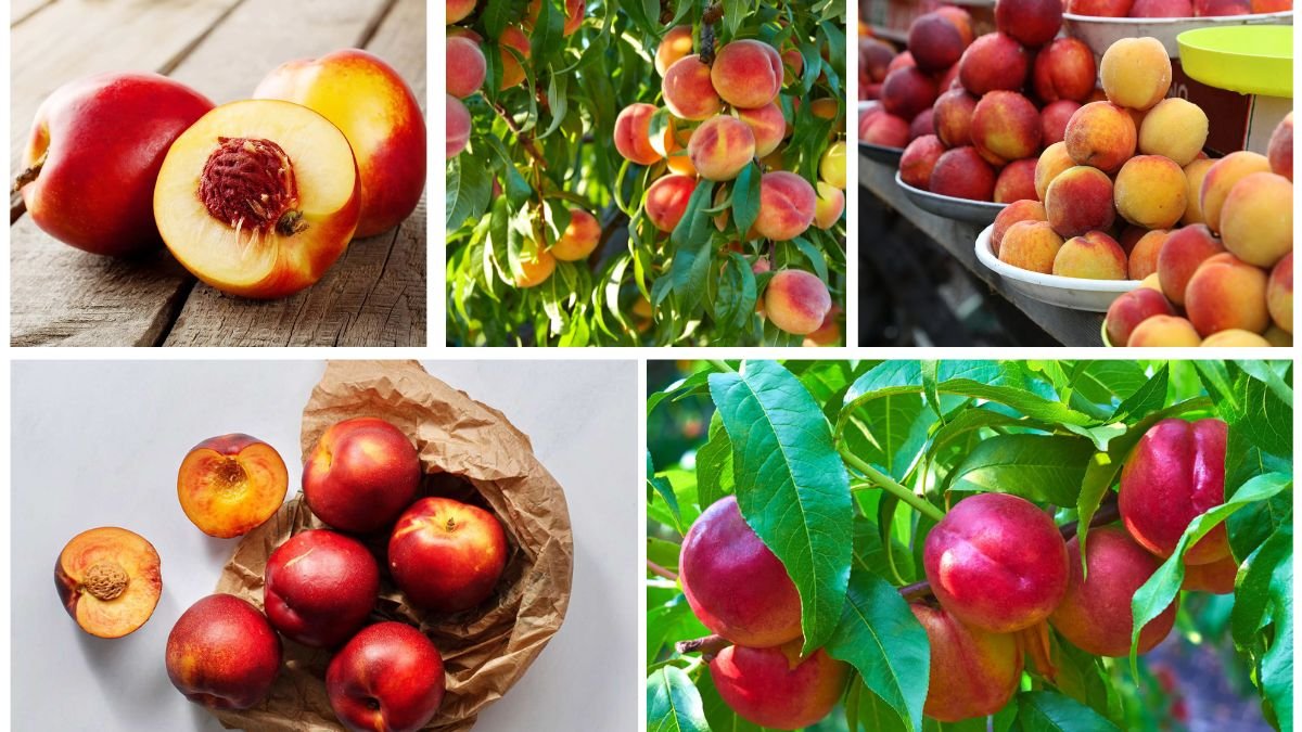Which Country Produces the Most Peaches and Nectarines?