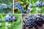 Which Country Is the World’s Top Blueberry Producer?