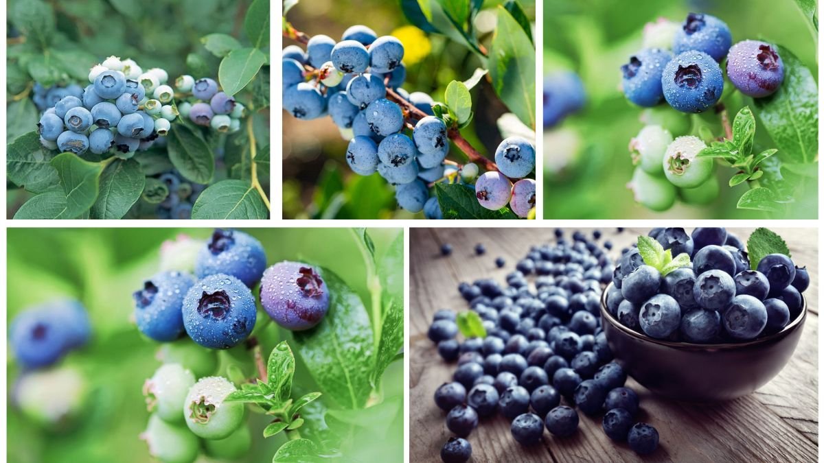 Which Country Is the World’s Top Blueberry Producer?