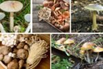 Which Country Is the World’s Top Mushroom Producer?