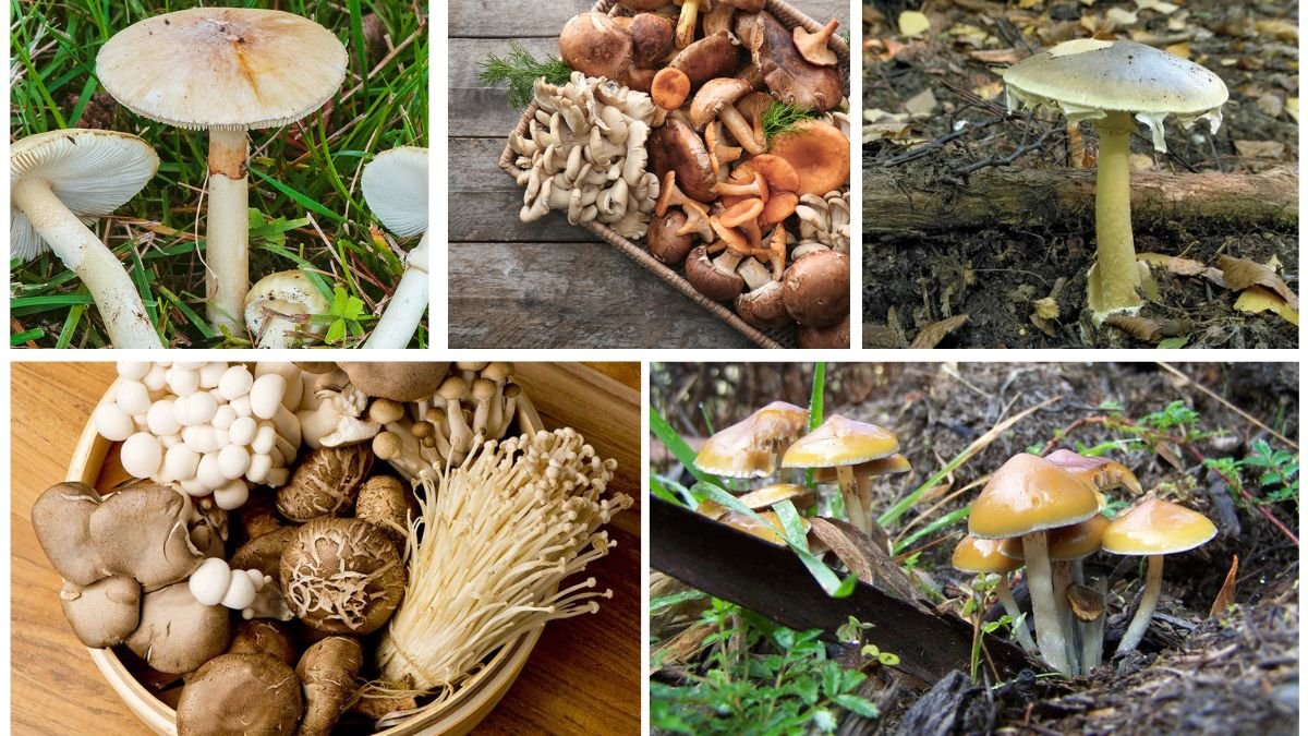 Which Country Is the World’s Top Mushroom Producer?