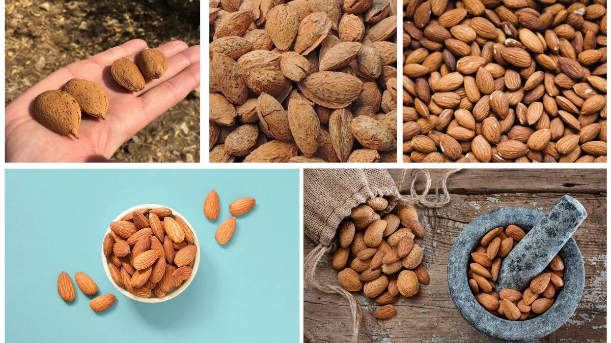 Which Country Produces the Most Almonds Worldwide?