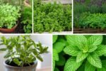 The Right Way to Grow Mint Without It Taking Over Your Garden