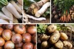 5 Root Vegetables That Are Easy to Grow at Home